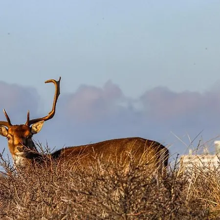 Little Magic アパート